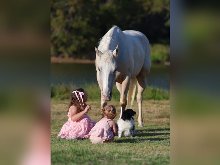 American Quarter Horse Mare 6 years 14,2 hh Palomino in Forney