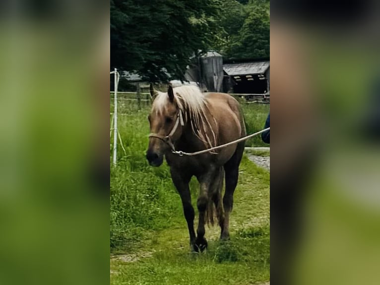 American Quarter Horse Mare 6 years 14,2 hh Palomino in Hettenhausen