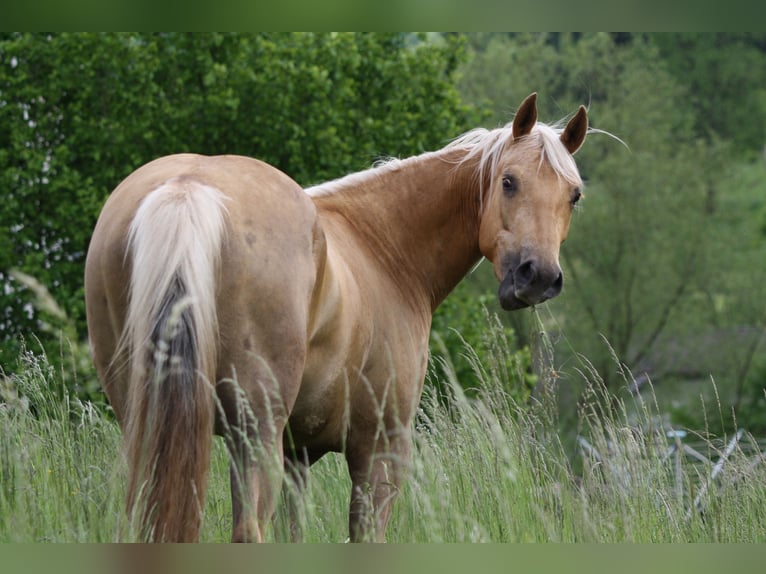 American Quarter Horse Mare 6 years 14,2 hh Palomino in Hettenhausen