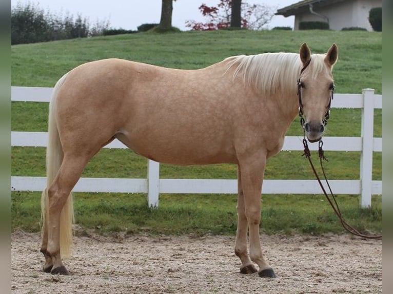 American Quarter Horse Mare 6 years 14,2 hh Palomino in Ravensburg