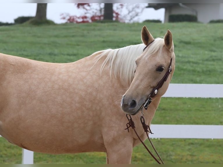 American Quarter Horse Mare 6 years 14,2 hh Palomino in Ravensburg