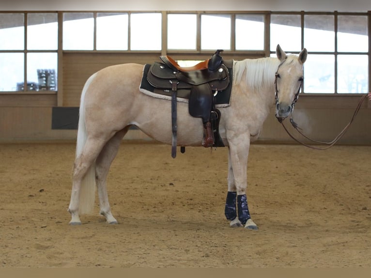 American Quarter Horse Mare 6 years 14,2 hh Palomino in Ravensburg