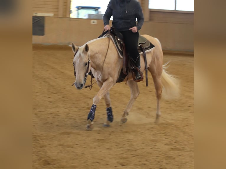 American Quarter Horse Mare 6 years 14,2 hh Palomino in Ravensburg