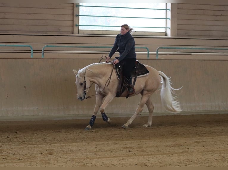 American Quarter Horse Mare 6 years 14,2 hh Palomino in Ravensburg