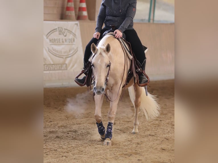 American Quarter Horse Mare 6 years 14,2 hh Palomino in Ravensburg