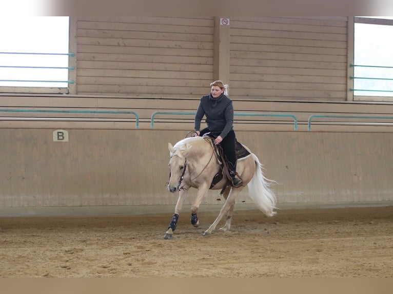 American Quarter Horse Mare 6 years 14,2 hh Palomino in Ravensburg