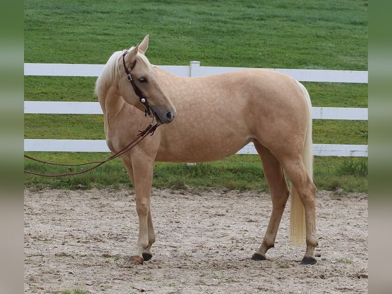 American Quarter Horse Mare 6 years 14,2 hh Palomino in Ravensburg