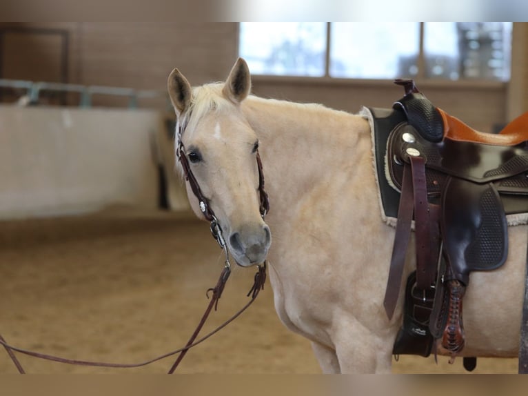 American Quarter Horse Mare 6 years 14,2 hh Palomino in Ravensburg