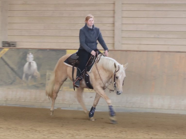 American Quarter Horse Mare 6 years 14,2 hh Palomino in Ravensburg