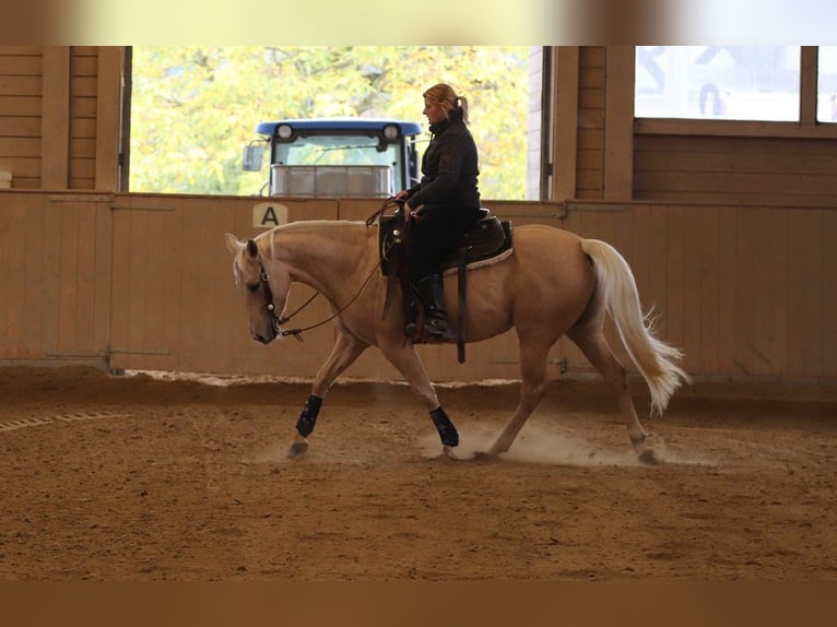 American Quarter Horse Mare 6 years 14,2 hh Palomino in Ravensburg