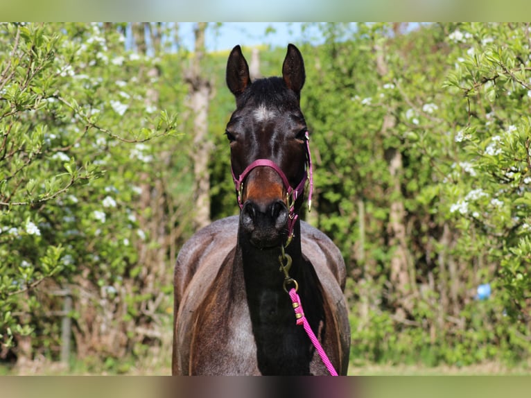 American Quarter Horse Mare 6 years 14.2 hh Roan-Bay in Markdorf