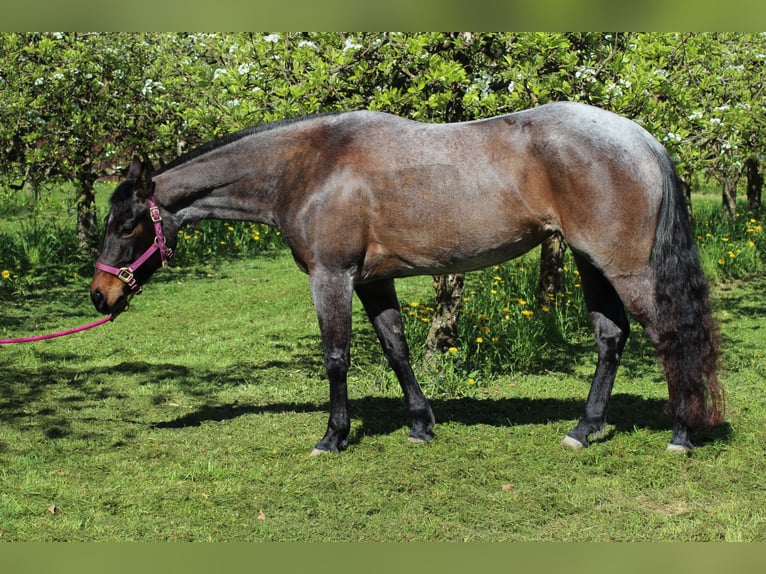American Quarter Horse Mare 6 years 14.2 hh Roan-Bay in Markdorf