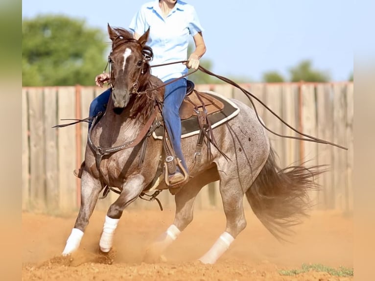 American Quarter Horse Mare 6 years 14,2 hh Roan-Red in Whitesboro, TX