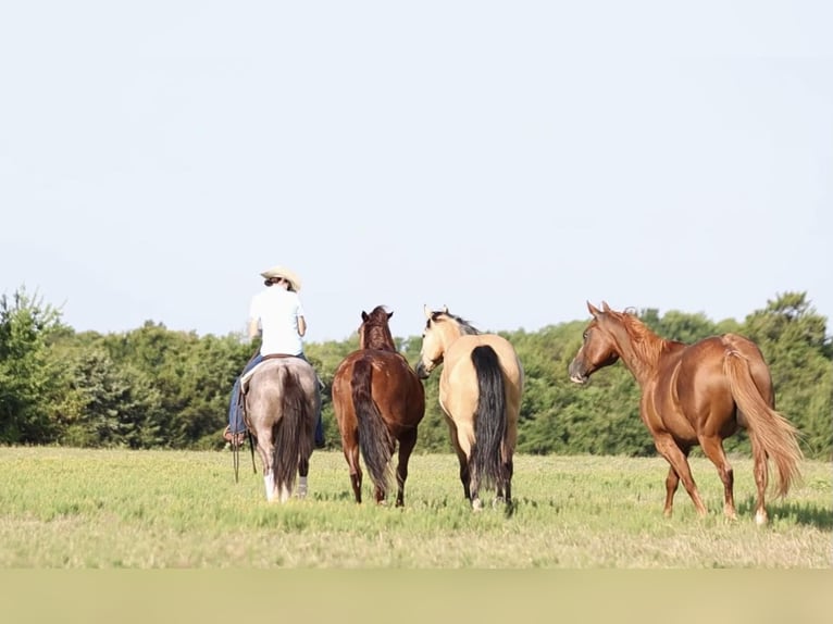 American Quarter Horse Mare 6 years 14,2 hh Roan-Red in Whitesboro, TX