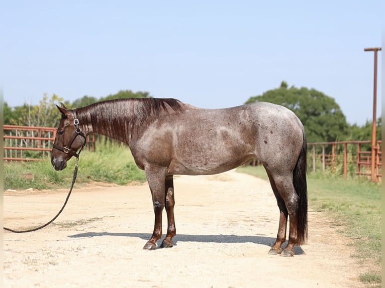 American Quarter Horse Mare 6 years 14,2 hh Roan-Red in Whitesboro, TX