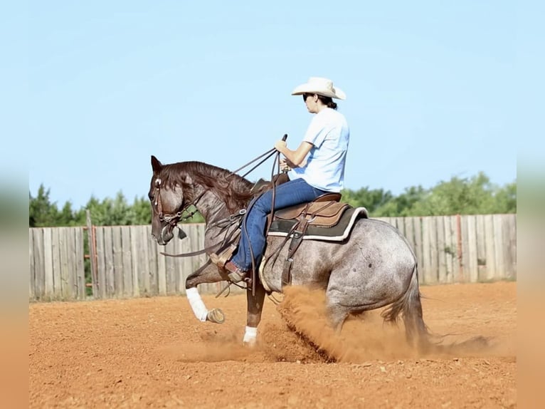 American Quarter Horse Mare 6 years 14,2 hh Roan-Red in Whitesboro, TX