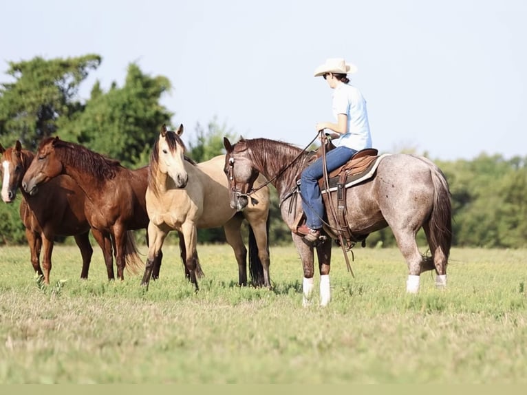 American Quarter Horse Mare 6 years 14,2 hh Roan-Red in Whitesboro, TX