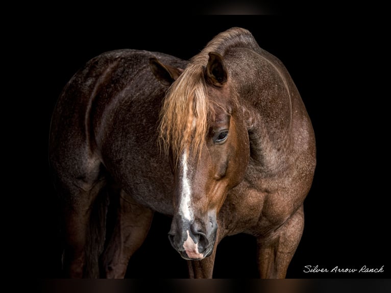 American Quarter Horse Mare 6 years 14,2 hh Roan-Red in Ocala, FL