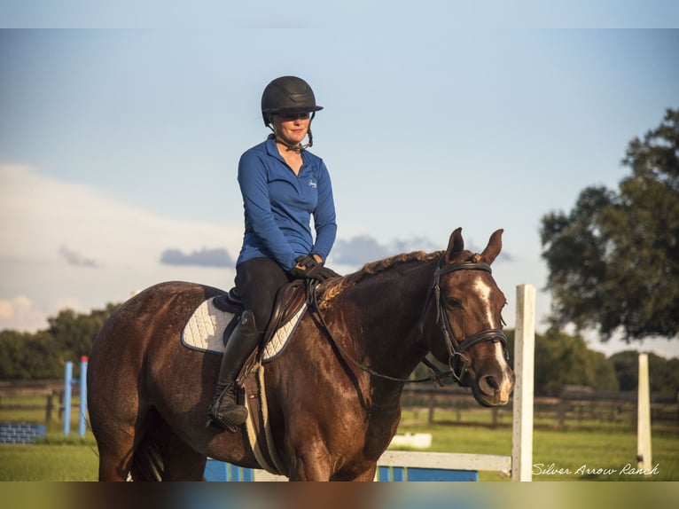 American Quarter Horse Mare 6 years 14,2 hh Roan-Red in Ocala, FL