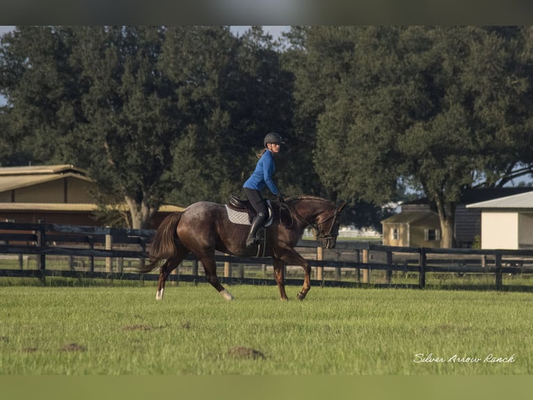 American Quarter Horse Mare 6 years 14,2 hh Roan-Red in Ocala, FL