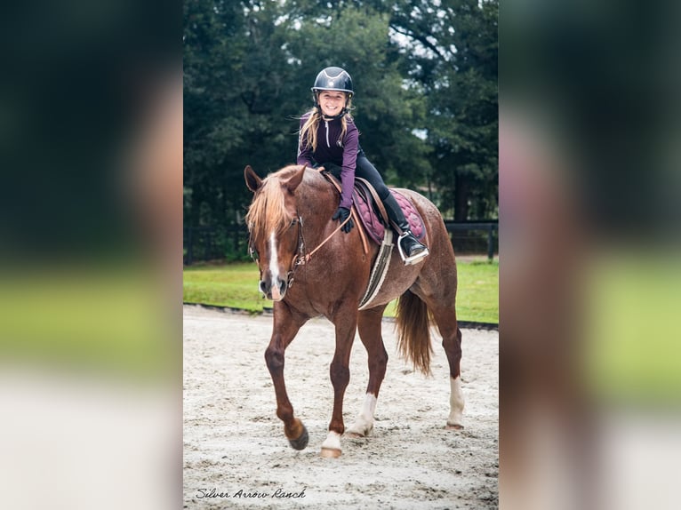 American Quarter Horse Mare 6 years 14,2 hh Roan-Red in Ocala, FL