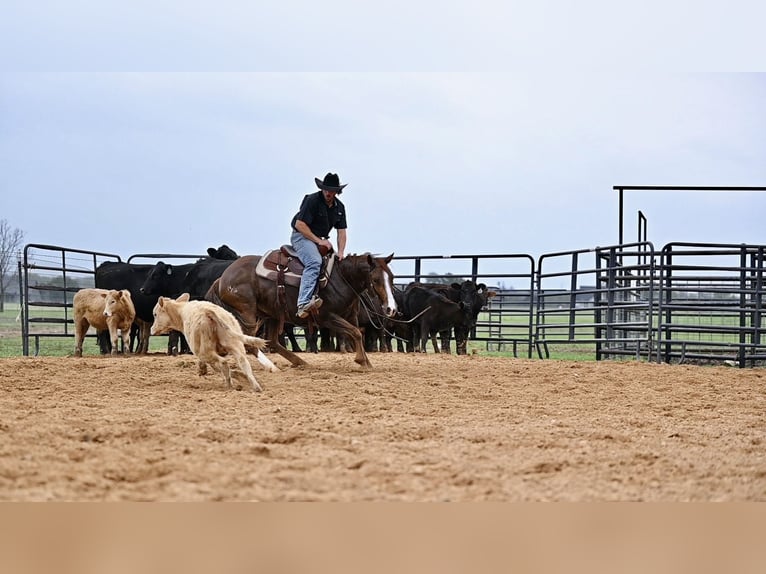 American Quarter Horse Mare 6 years 14,2 hh Sorrel in Waco