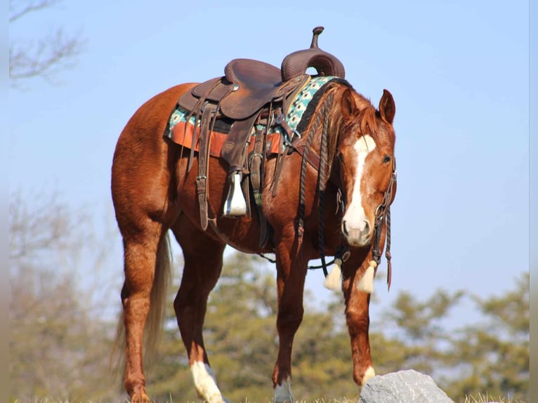 American Quarter Horse Mare 6 years 14,2 hh Sorrel in Allenwood, PA