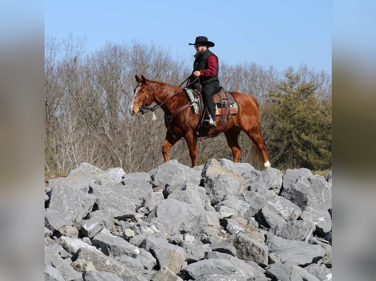 American Quarter Horse Mare 6 years 14,2 hh Sorrel in Allenwood, PA