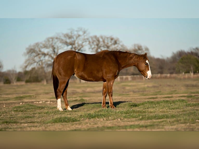 American Quarter Horse Mare 6 years 14,2 hh Sorrel in Kaufman