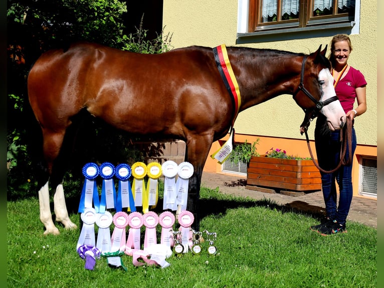 American Quarter Horse Mare 6 years 14.3 hh Brown in Schlammersdorf