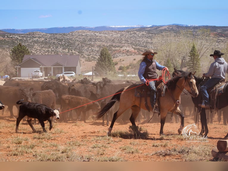 American Quarter Horse Mare 6 years 14,3 hh Buckskin in Cody