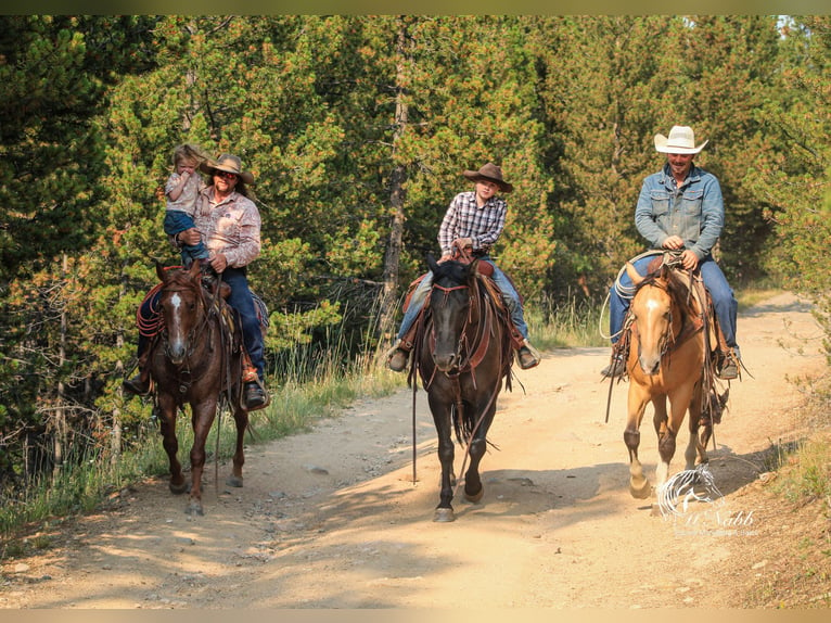 American Quarter Horse Mare 6 years 14,3 hh Buckskin in Cody