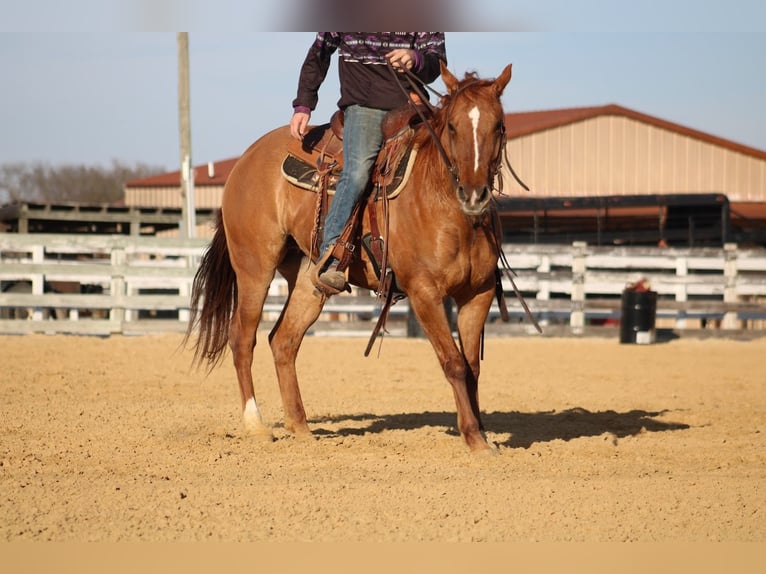 American Quarter Horse Mare 6 years 14.3 hh Dun in Greenville