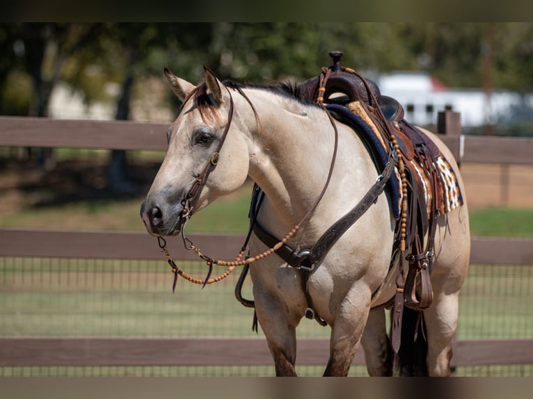 American Quarter Horse Mare 6 years 14,3 hh Dun in Argyle, TX