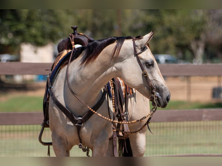 American Quarter Horse Mare 6 years 14,3 hh Dun in Argyle, TX