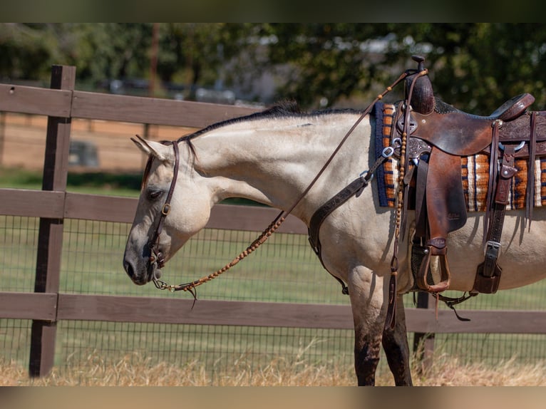 American Quarter Horse Mare 6 years 14,3 hh Dun in Argyle, TX