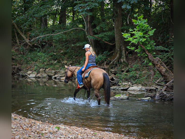 American Quarter Horse Mare 6 years 14.3 hh Dun in Santa Fe