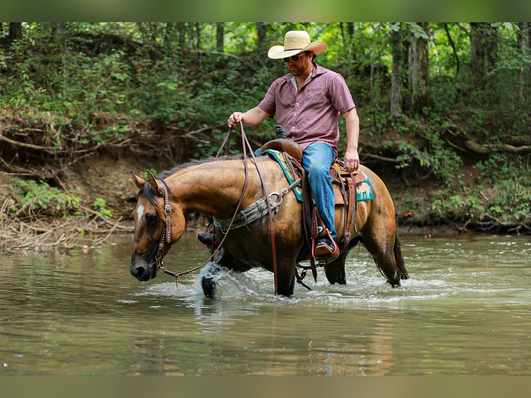 American Quarter Horse Mare 6 years 14.3 hh Dun in Santa Fe