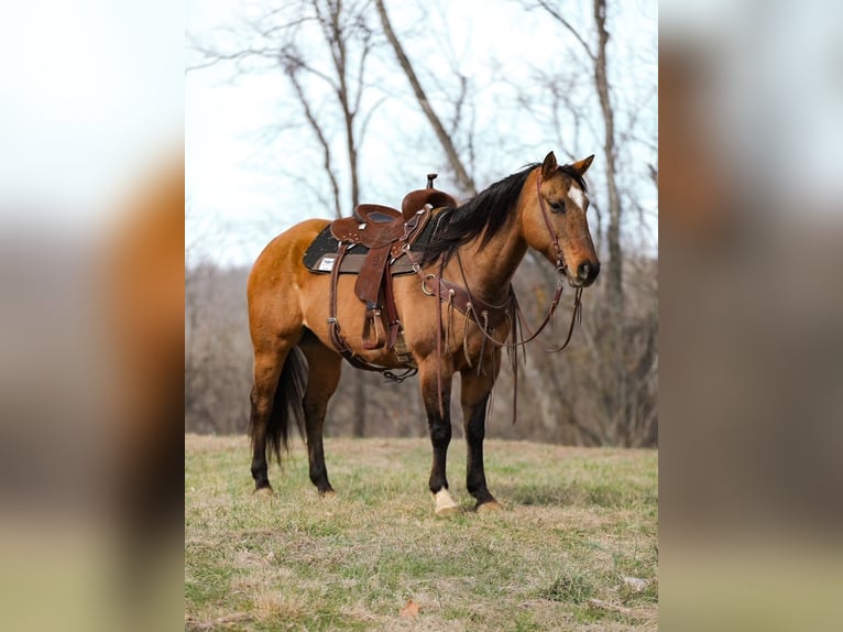 American Quarter Horse Mare 6 years 14.3 hh Dun in Santa Fe