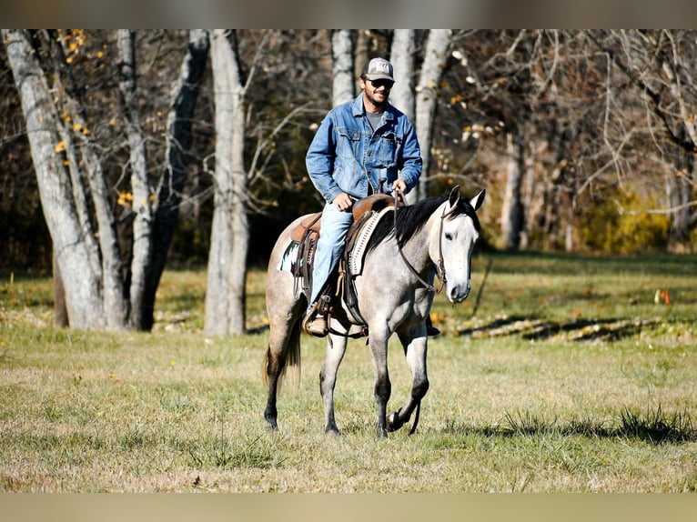 American Quarter Horse Mare 6 years 14,3 hh Gray-Dapple in Carlisle KY
