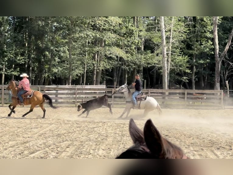 American Quarter Horse Mare 6 years 14,3 hh Gray in Middleboro, MA