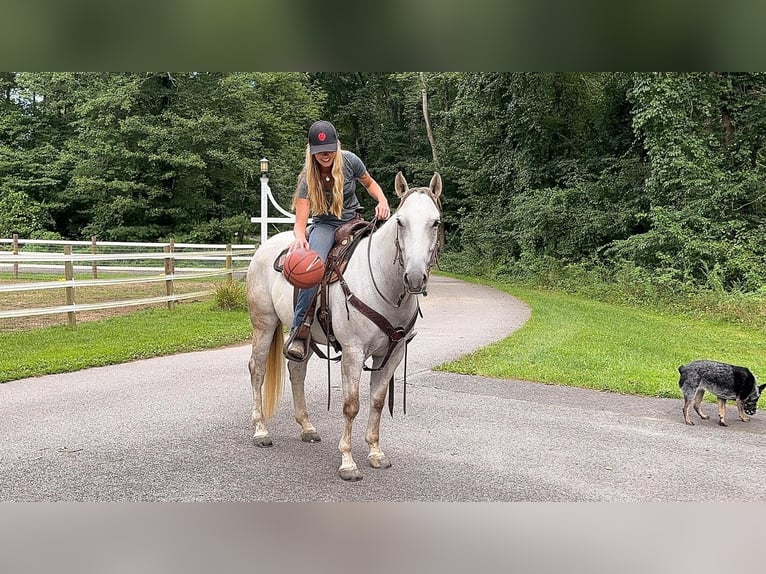 American Quarter Horse Mare 6 years 14,3 hh Gray in Middleboro, MA