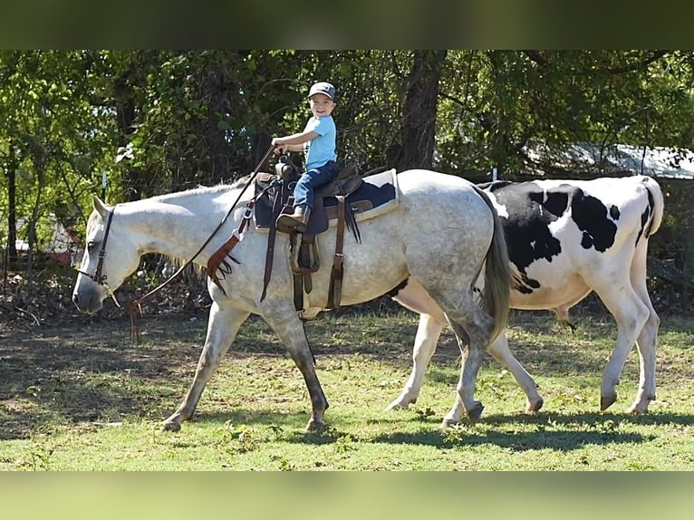 American Quarter Horse Mare 6 years 14,3 hh Gray in Weatherford