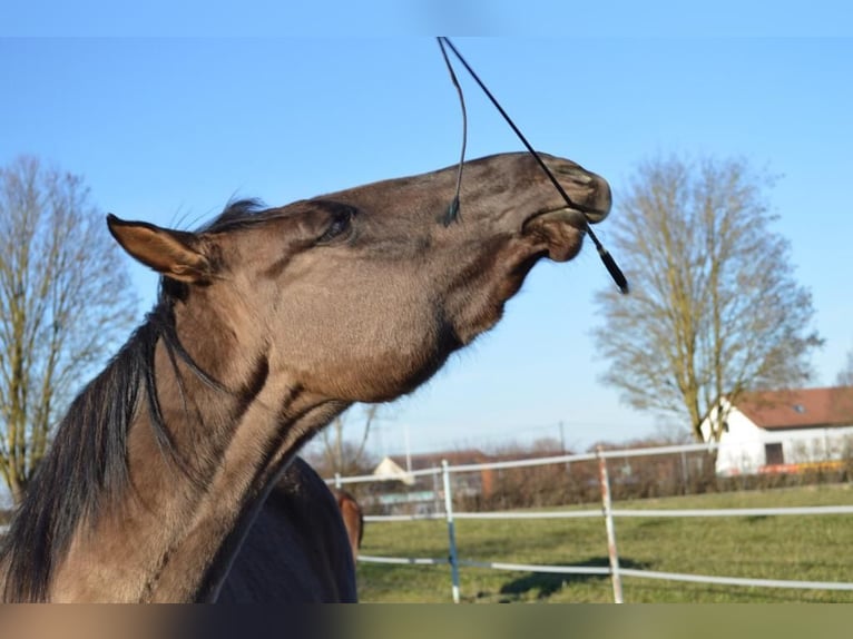 American Quarter Horse Mare 6 years 14,3 hh Grullo in Holzheim