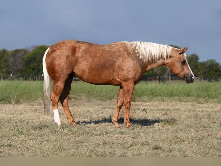 American Quarter Horse Mare 6 years 14,3 hh Palomino in Waco