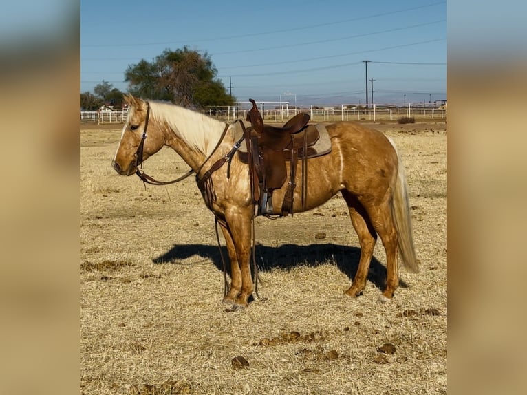 American Quarter Horse Mare 6 years 14,3 hh Palomino in Lipan, TX