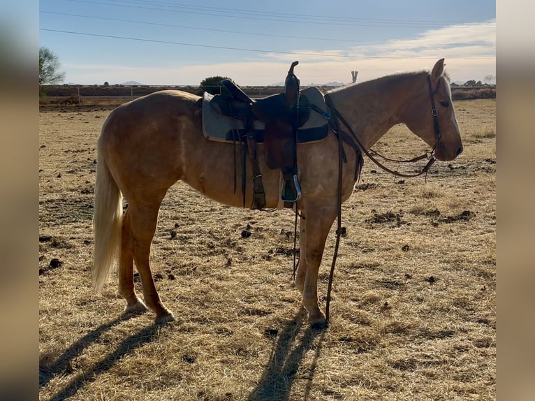 American Quarter Horse Mare 6 years 14,3 hh Palomino in Lipan, TX