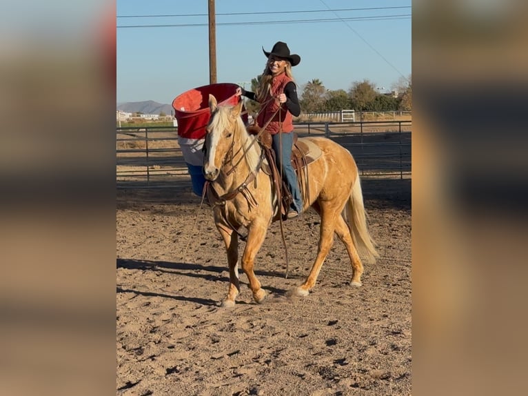 American Quarter Horse Mare 6 years 14,3 hh Palomino in Lipan, TX