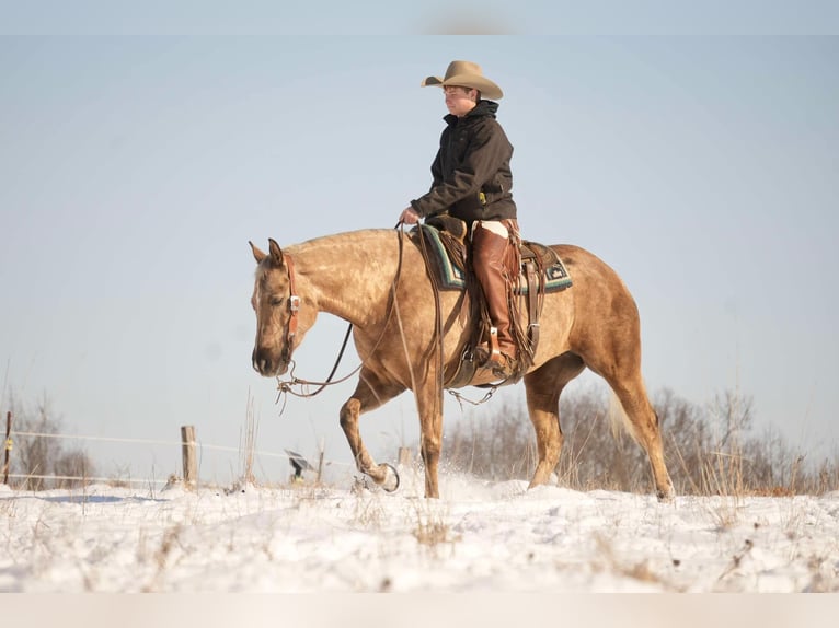 American Quarter Horse Mare 6 years 14,3 hh Palomino in Millersburg, OH