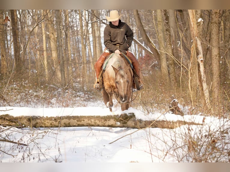 American Quarter Horse Mare 6 years 14,3 hh Palomino in Millersburg, OH